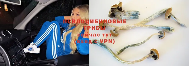 Псилоцибиновые грибы Magic Shrooms  как найти закладки  Азов 